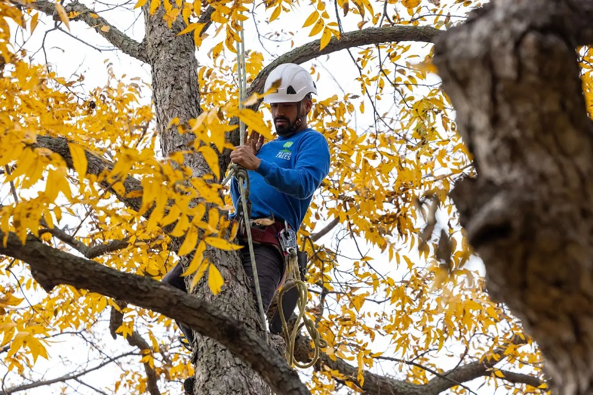Skilled Storm Damage Cleanup crew working in Thompson